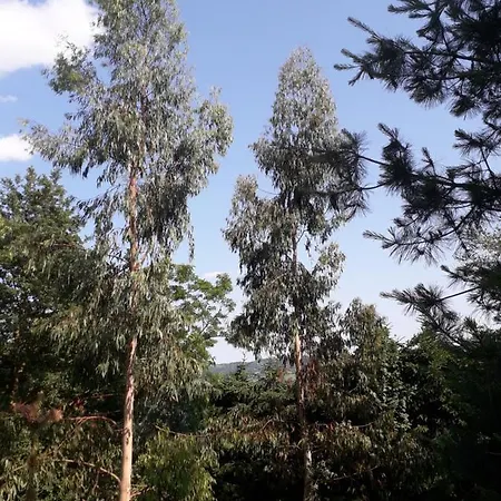 Glamping For Couples In Tent, Camp Eucalyptus Slovenia (adults Only)